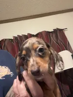 Precious , a female Miniature Dachshund for sale in Clinton, SC – 3 of 7