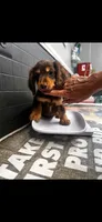 Mac, a male Dachshund for sale in Clinton, SC – 7 of 7