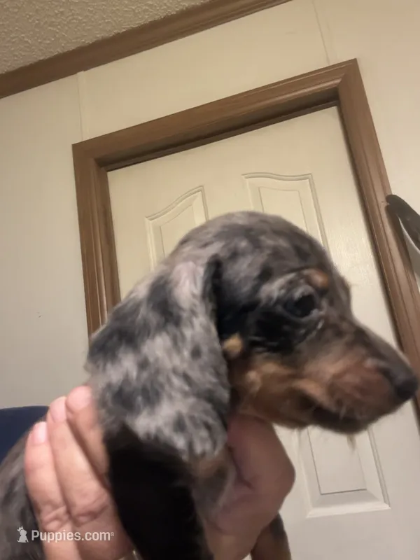 Percy – Miniature Dachshund puppy for sale in Clinton, SC