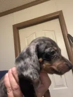 Percy, a male Miniature Dachshund for sale in Clinton, SC – 1 of 8