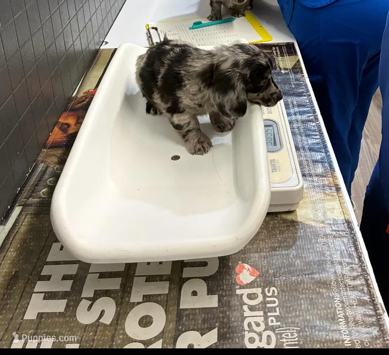 Abel – Miniature Dachshund puppy for sale in Clinton, SC