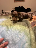 Precious , a female Miniature Dachshund for sale in Clinton, SC – 5 of 7
