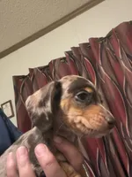 Precious , a female Miniature Dachshund for sale in Clinton, SC – 2 of 7