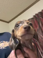 Precious , a female Miniature Dachshund for sale in Clinton, SC – 4 of 7