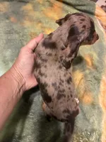Precious , a female Miniature Dachshund for sale in Clinton, SC – 6 of 7
