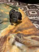 Percy, a male Miniature Dachshund for sale in Clinton, SC – 6 of 8