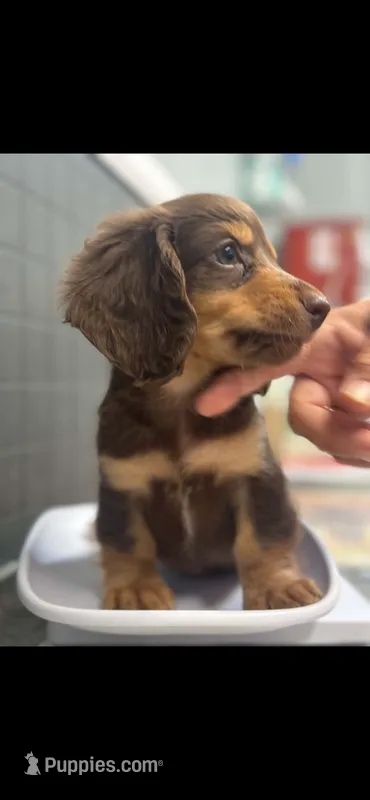 Mac – Dachshund puppy for sale in Clinton, SC