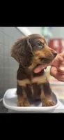 Mac, a male Dachshund for sale in Clinton, SC – 1 of 7