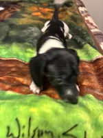 Oreo, a male Miniature Dachshund for sale in Clinton, SC – 5 of 6