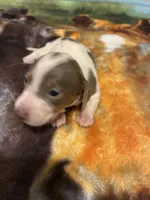 Dasher, a male Miniature Dachshund for sale in Clinton, SC – Photo 7 of 9