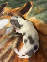 Dasher, a male Miniature Dachshund for sale in Clinton, SC – Photo 9 of 9