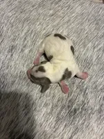 Dasher, a male Miniature Dachshund for sale in Clinton, SC – Photo 2 of 9