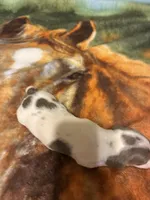 Dasher, a male Miniature Dachshund for sale in Clinton, SC – Photo 8 of 9