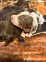 Dasher, a male Miniature Dachshund for sale in Clinton, SC – Photo 6 of 9