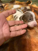 Dasher, a male Miniature Dachshund for sale in Clinton, SC – Photo 3 of 9