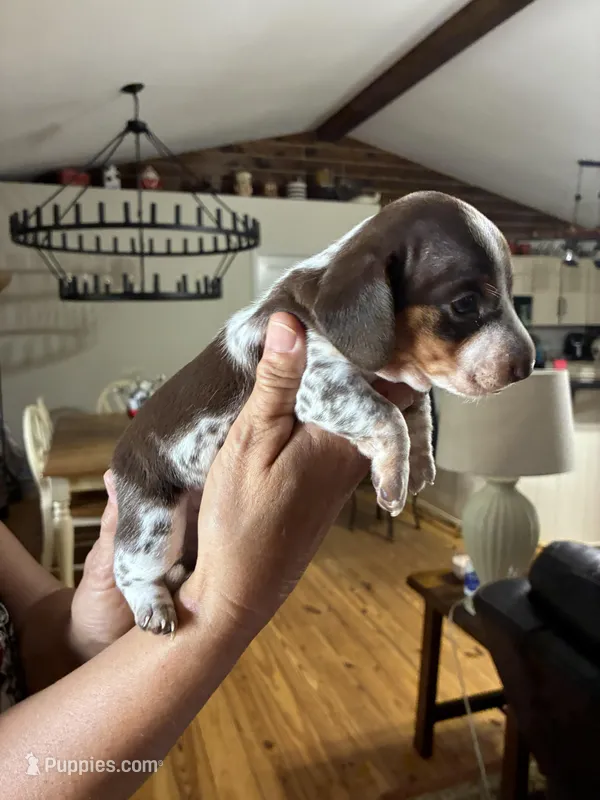 Chocolate/ tan piebald w/ ticking – Dachshund, Miniature Dachshund puppy for sale in Clinton, SC