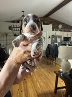 Chocolate/ tan piebald w/ ticking, a male Dachshund and Miniature Dachshund for sale in Clinton, SC – Photo 2 of 4