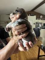 Chocolate/ tan piebald w/ ticking, a male Dachshund and Miniature Dachshund for sale in Clinton, SC – Photo 3 of 4