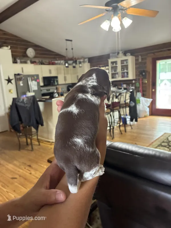 Chocolate/ tan piebald w/ ticking, a male Dachshund and Miniature Dachshund for sale in Clinton, SC – Photo 1 of 4