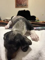 Pressley, a male Miniature Dachshund for sale in Clinton, SC – 6 of 10