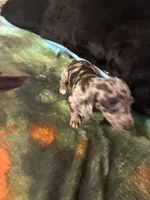 Paris, a female Miniature Dachshund for sale in Clinton, SC – 4 of 6