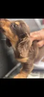 Mac, a male Dachshund for sale in Clinton, SC – 6 of 7