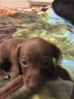 Princess , a female Miniature Dachshund for sale in Clinton, SC – 6 of 6