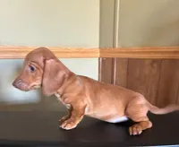 Red, a male Dachshund for sale in Clinton, SC – Photo 2 of 5