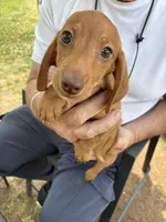 Red, a male Dachshund for sale in Clinton, SC – Photo 4 of 5