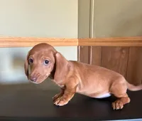 Red, a male Dachshund for sale in Clinton, SC – Photo 3 of 5