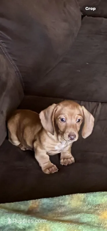 Red – Dachshund puppy for sale in Clinton, SC