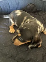 T-Bone, a male Dachshund for sale in Clinton, SC – Photo 2 of 5