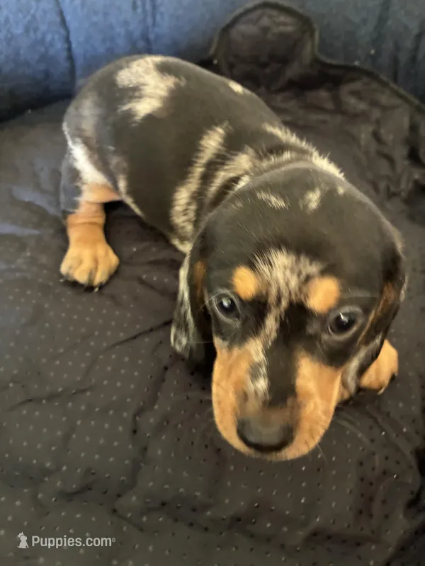 T-Bone – Dachshund puppy for sale in Clinton, SC
