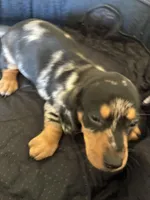 T-Bone, a male Dachshund for sale in Clinton, SC – Photo 3 of 5