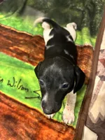 Oreo, a male Miniature Dachshund for sale in Clinton, SC – 3 of 6