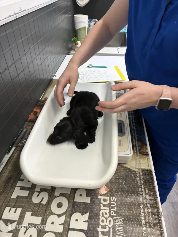 Midnight – Miniature Dachshund puppy for sale in Clinton, SC