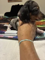 Pressley, a male Miniature Dachshund for sale in Clinton, SC – 2 of 10