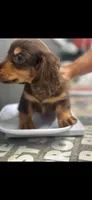 Mac, a male Dachshund for sale in Clinton, SC – 5 of 7