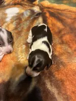 processed/413ee2da-dc40-48fe-b278-8ca292ef4de2/listing/eafd83c0-f675-4d2d-98c4-cf6f03d754f2/41b79be4-3107-426d-8d2a-30fe2f46c50a