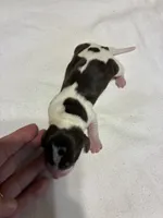 processed/413ee2da-dc40-48fe-b278-8ca292ef4de2/listing/eafd83c0-f675-4d2d-98c4-cf6f03d754f2/bbf32f61-1f74-4eda-812a-548f7241b888