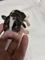 processed/413ee2da-dc40-48fe-b278-8ca292ef4de2/listing/eafd83c0-f675-4d2d-98c4-cf6f03d754f2/d3384ea9-cc24-4ff5-a06d-75c5508fe6ea