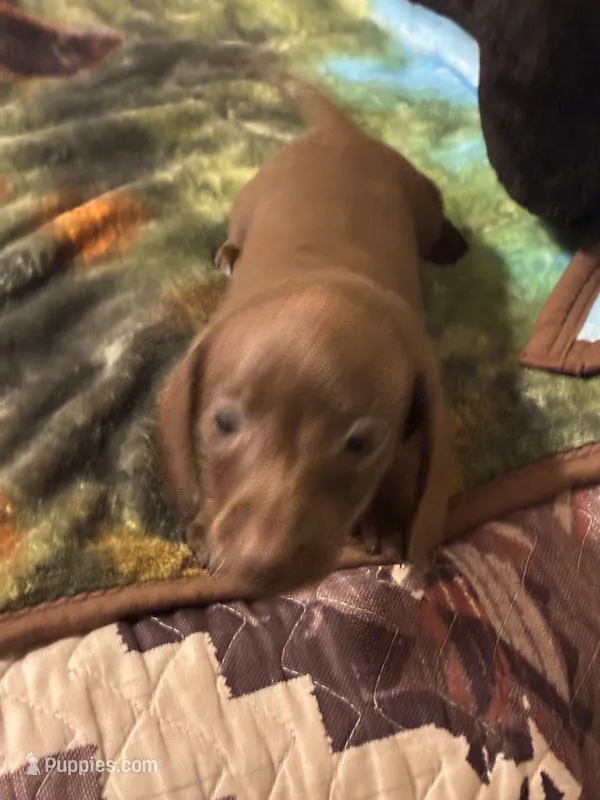 Princess  – Miniature Dachshund puppy for sale in Clinton, SC