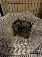 Paris, a female Miniature Dachshund for sale in Clinton, SC – 3 of 6