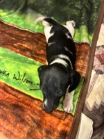 Oreo, a male Miniature Dachshund for sale in Clinton, SC – 6 of 6