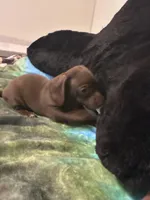 Princess , a female Miniature Dachshund for sale in Clinton, SC – 5 of 6