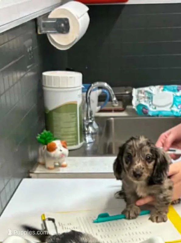 Oscar – Miniature Dachshund puppy for sale in Clinton, SC