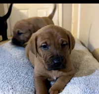 Puppy, a male Golden Retriever and Labrador Retriever for sale in Fayetteville, NC – Photo 4 of 4
