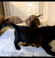 Puppy, a female Labrador Retriever for sale in Fayetteville, NC – Photo 2 of 4