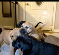 Puppy, a female Labrador Retriever for sale in Fayetteville, NC – Photo 4 of 4