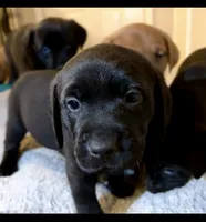 Puppies, a male Golden Retriever and Labrador Retriever for sale in Fayetteville, NC – Photo 2 of 4
